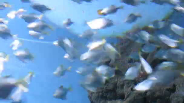 Cardumen de peces en tanque de agua — Vídeos de Stock
