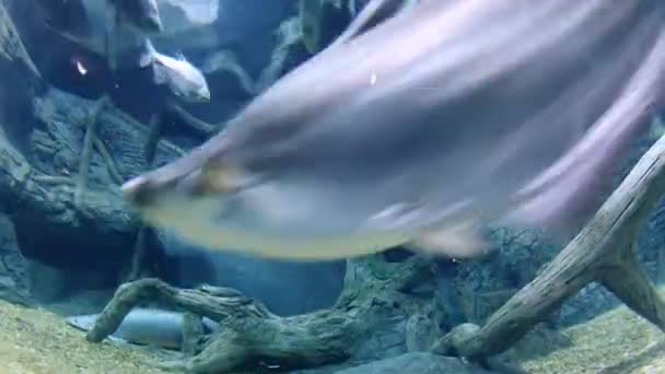 Muitos peixes nadam em tanque de água — Vídeo de Stock