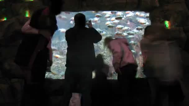 Visitantes admirando tanque de água e fazendo fotos — Vídeo de Stock