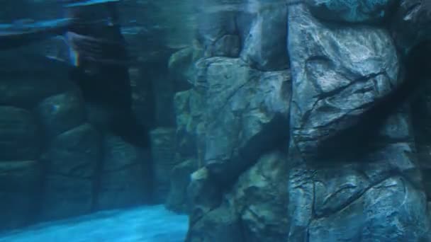 水で遊ぶ海猫 — ストック動画