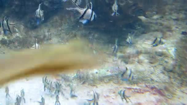 Fischschwärme im Wasserbecken — Stockvideo