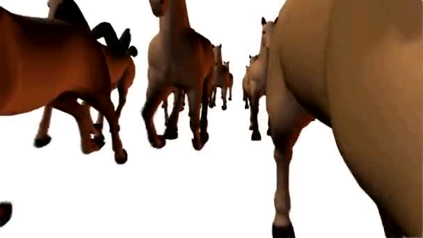 Muchos caballos de silueta corriendo — Vídeo de stock