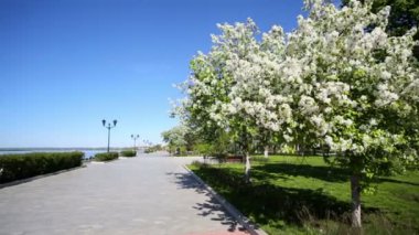 Güzel bir şehir set ağaçları ile