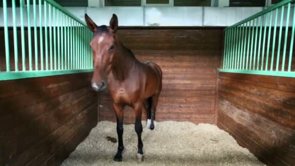 Caballo castaño sin arnés en establo — Vídeo de stock