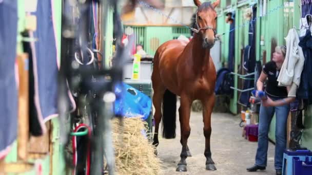 Vrouw scrubs nek van kastanje paard — Stockvideo