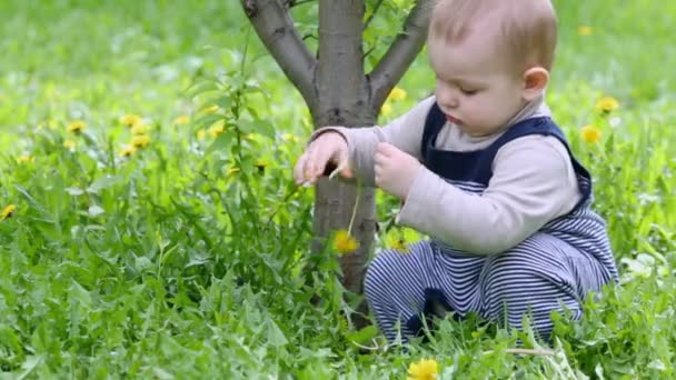 Küçük çocuk çimenlerin üzerinde oturur ve çalış — Stok video