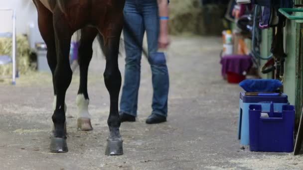 Peines de mujer cola de caballo castaño — Vídeo de stock