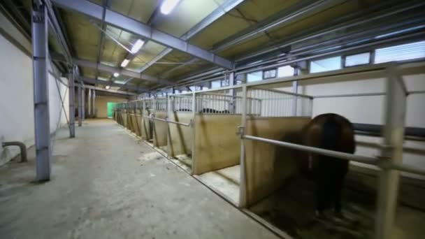 Pferde fressen Heu in Stallboxen — Stockvideo