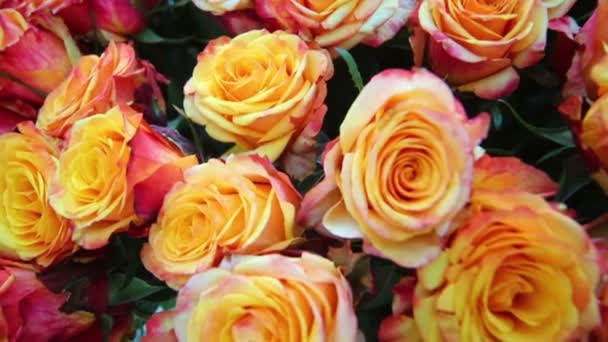 Bunch of beautiful orange roses — Stock Video