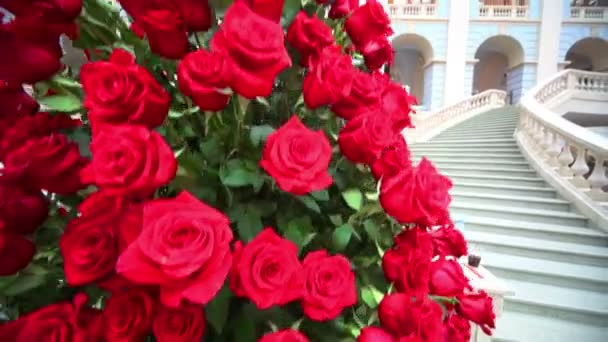 Nagy gyönyörű csokor vörös rózsa — Stock videók