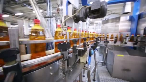 Бутылки свежего светлого пива на конвейере — стоковое видео