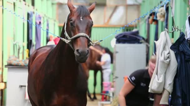 女性が馬からロープを削除します — ストック動画