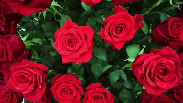 Large beautiful bouquet of red roses — Stock Video