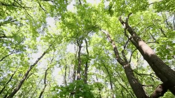 Sun lights up maple foliage — Stock Video