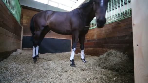 Cavalo castanho desaproveitado come feno — Vídeo de Stock