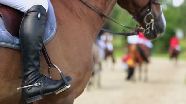 Horseman leg at stirrup on horse — Stock Video