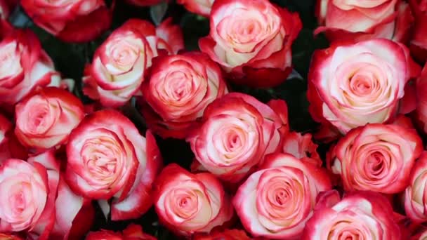 Ramo de hermosas rosas variopintas — Vídeos de Stock