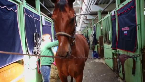 Homem esfrega corpo de cavalo castanho — Vídeo de Stock