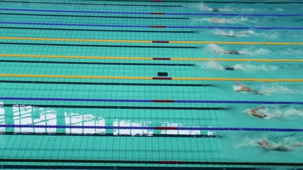 Sportswomen swim in butterfly style — Stock Video