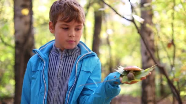 Boy with mushroom in hand — Stock Video