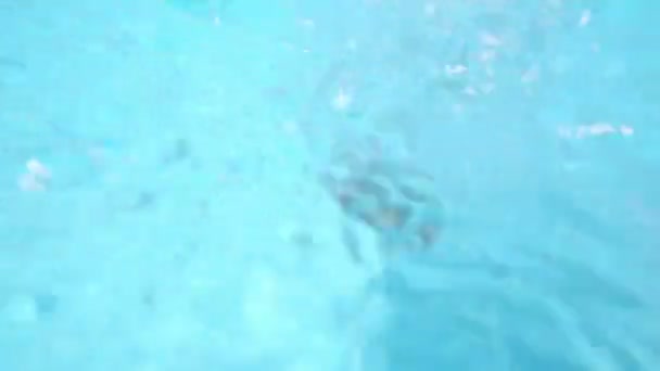 小さな男の子が水の中にダイブします。 — ストック動画