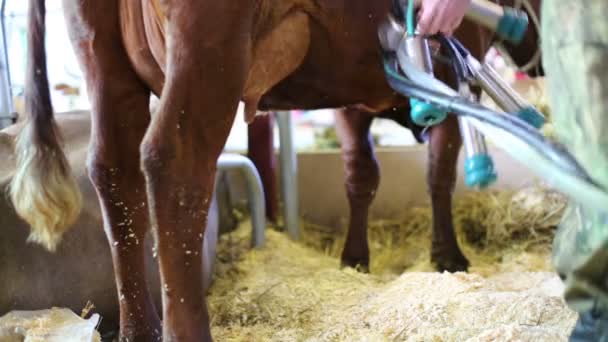 Arbetaren ställer in Mjölka bearbetar med maskin på Ko — Stockvideo