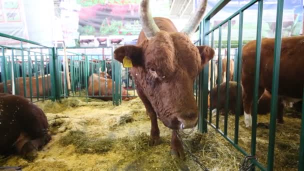 Brown bull med långa horn och ring — Stockvideo