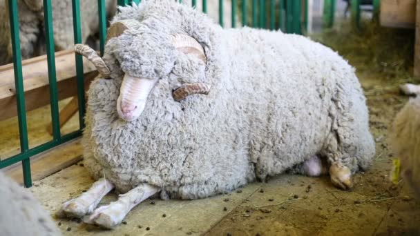 Woolly ovejas tumbadas en el suelo — Vídeo de stock