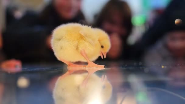 Baby chicks on glass with reflection — Stock Video