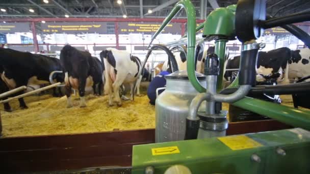 Vorführung der Melkmaschine auf der Landwirtschaftsausstellung — Stockvideo