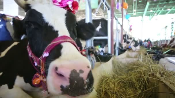 Vacas em exposição agrícola — Vídeo de Stock