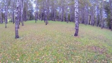 Huş ağaçları ile sonbahar park