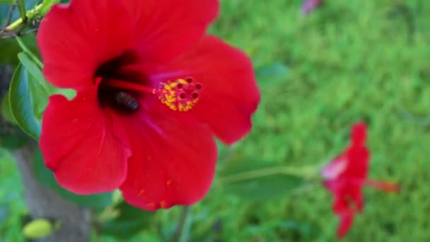 Abeille assis sur la fleur rouge dans le jardin — Video