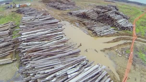 Árboles cortados en aserradero — Vídeos de Stock