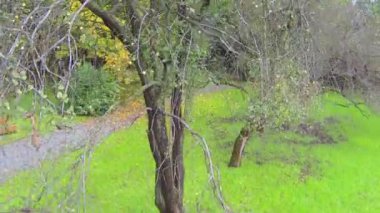 Eski elma ağacı sonbahar Park