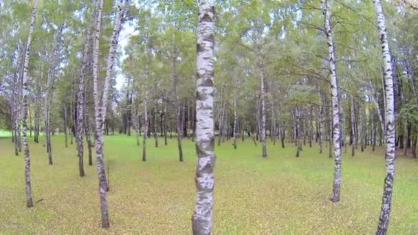 Forest of birch trees — Stock Video