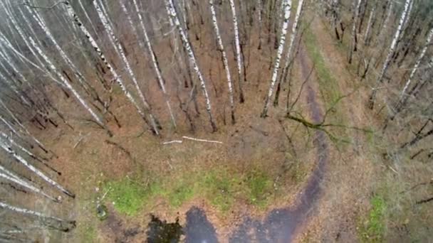 Bouleaux sans feuilles dans un grand parc le soir d'automne — Video