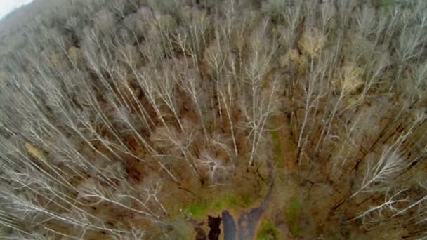 Abedules sin follaje en el bosque en la noche de otoño — Vídeo de stock