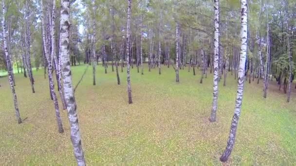 Floresta de bétulas — Vídeo de Stock