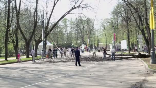 Människor ta bort gamla träd i parken — Stockvideo
