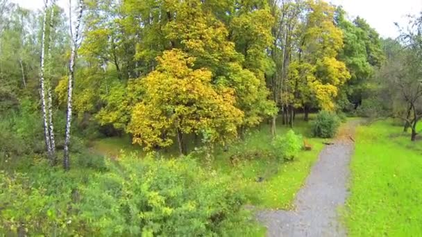 Grande albero con foglie gialle — Video Stock