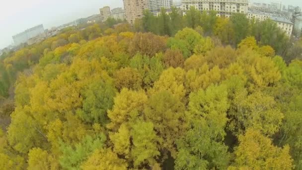 Alberi con foglie colorate — Video Stock