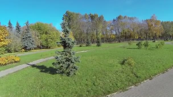 Jardín Lila iluminado por la luz del sol — Vídeo de stock