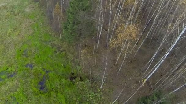 Césped silvestre cerca del bosque con abedules — Vídeos de Stock