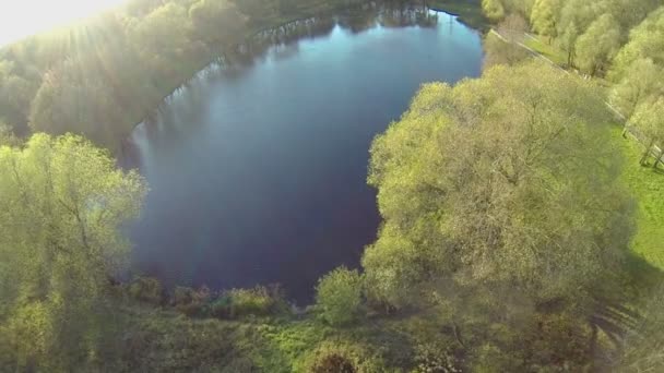 Zon schijnt boven bos bomen — Stockvideo