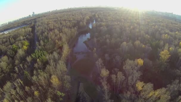 Sonne scheint über dem Wald — Stockvideo