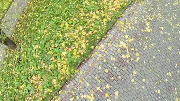 Wind bläst herabgefallene gelbe Blätter — Stockvideo