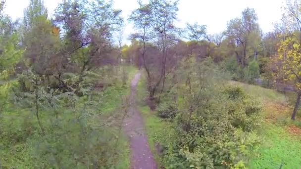 Path in forest in autumn day — Stock Video