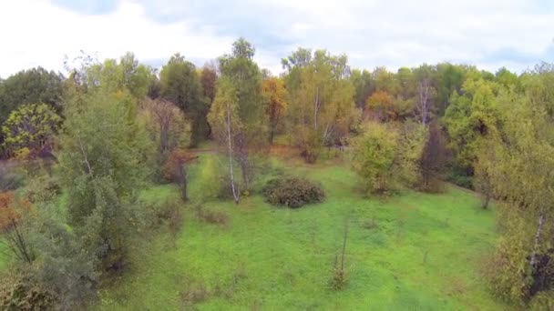 Straße im Wald am Herbsttag — Stockvideo