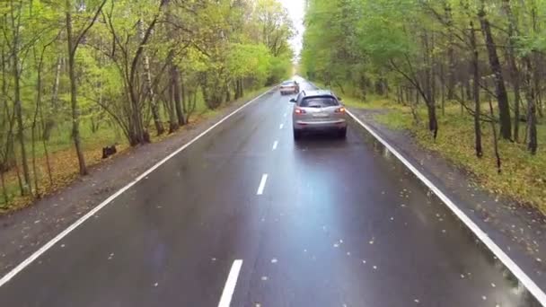 Coche conduciendo a través del bosque — Vídeo de stock